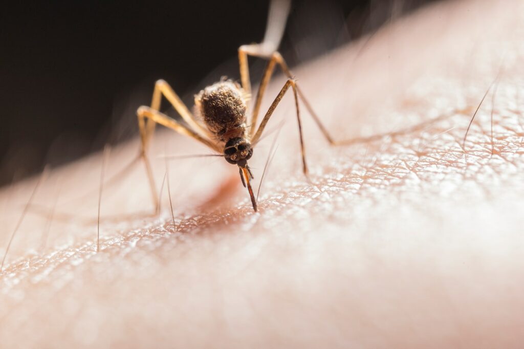 Wygrajmy walkę z komarami